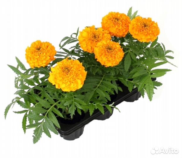 Рассада Бархатцы прямостоячие