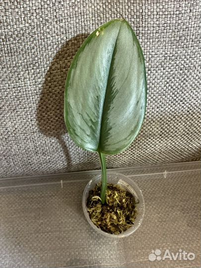 Сциндапсус Мунлайт, Дарк Форм