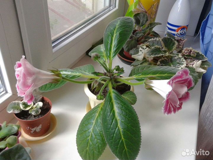 Махровая Глоксиния сортовая Шарм листы и детки