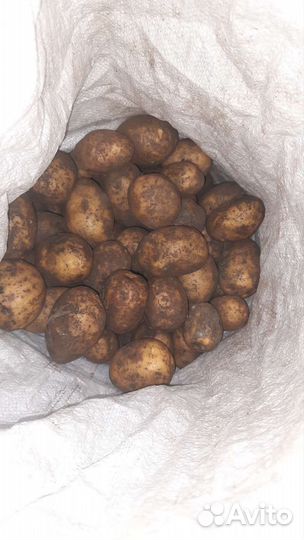 Продам картофель