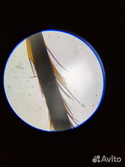 Бинокулярный цифровой микроскоп 40x - x5000