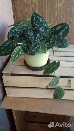 Сциндапсус (Эпипремнум)