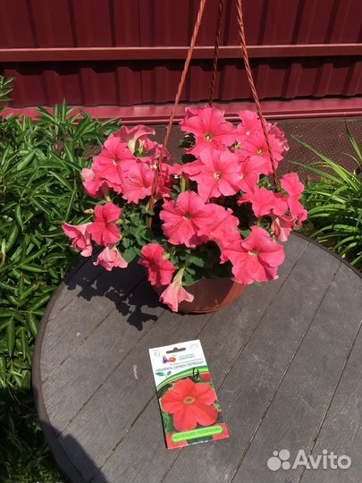 Петуния, цветы в горшке