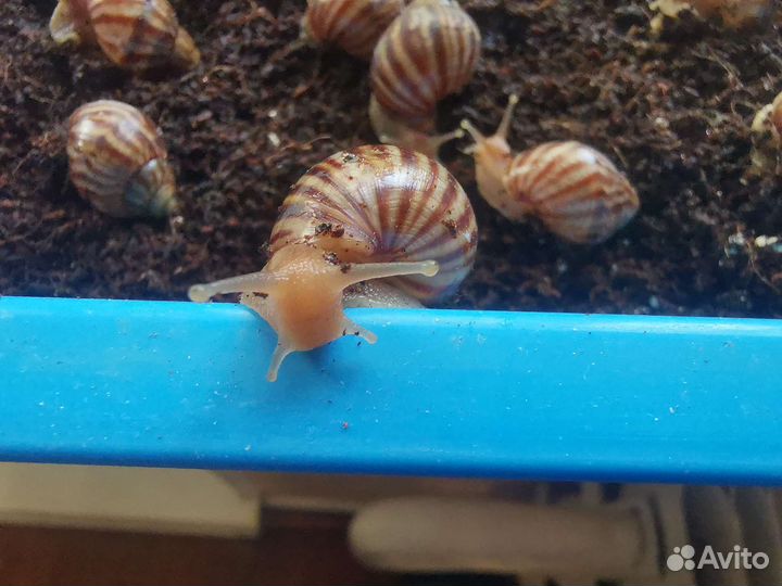 Улитки ахатины бесплатно