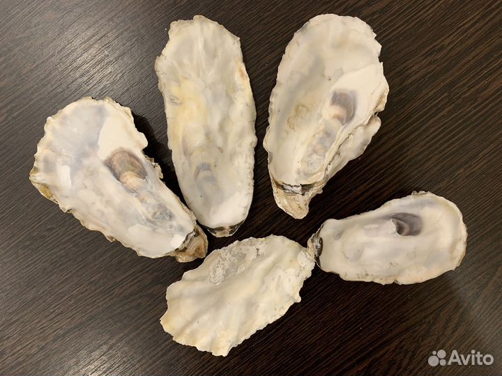 Морские ракушки раковины устриц