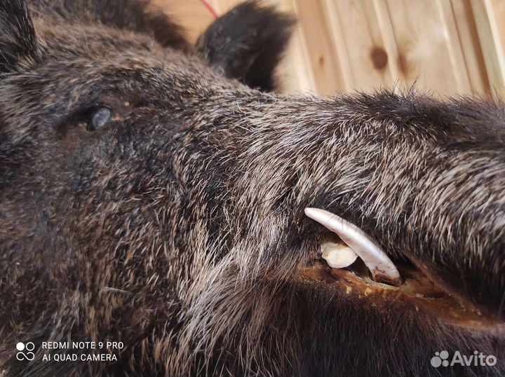 Голова Вепря