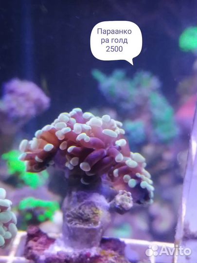 Живые кораллы для морского аквариума