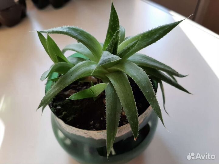 Алоэ остистое