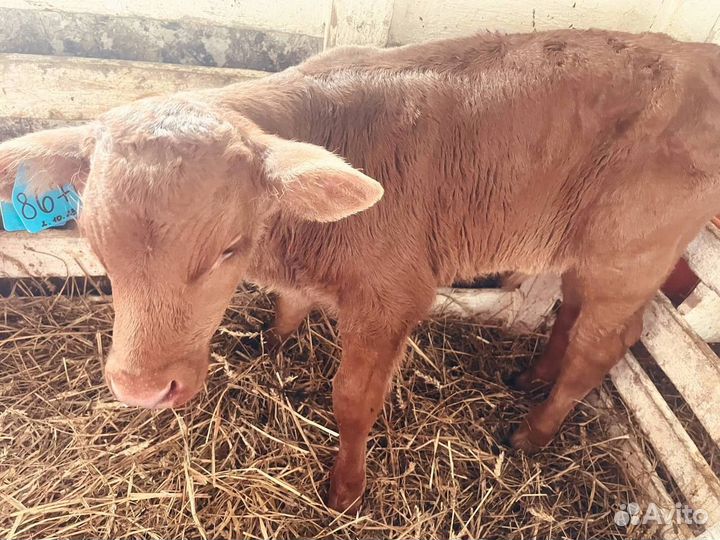 Телята бычки с доставкой