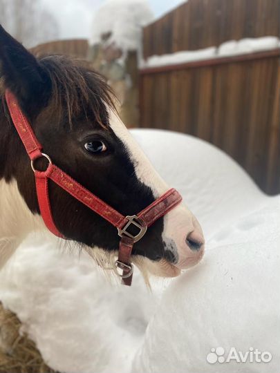 Лошади для фотосессий с инструктором