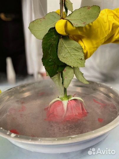 Крио Шоу и Крио Мороженное на детский праздник