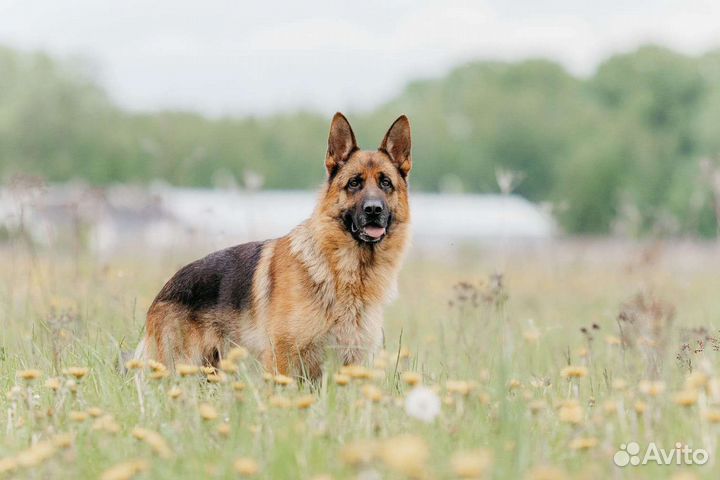 Щенки немецкой овчарки
