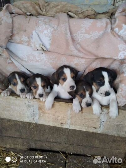 Русская пегая гончая