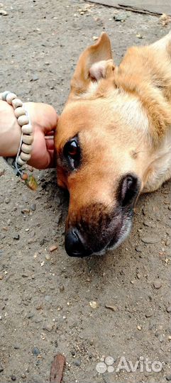 Собачка в семью