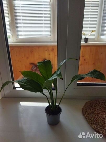 Спатифиллум