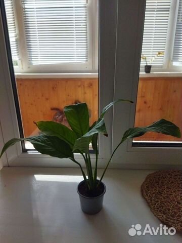 Спатифиллум