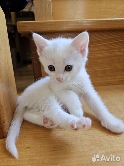 Котята в добрые руки приучены к лотку