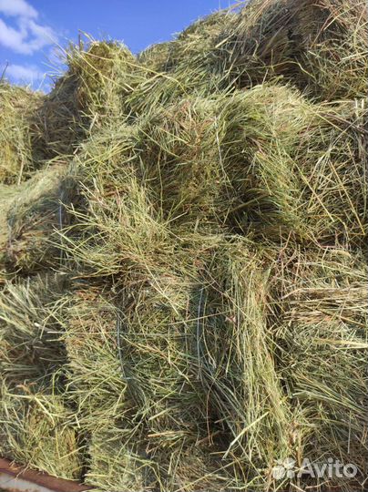 Сено в тюках розница опт 2023 доставка