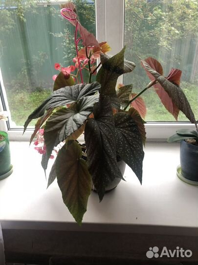 Бегония пятнистая