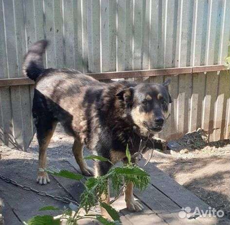 Молодой охранник