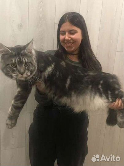Котята мейн-кун