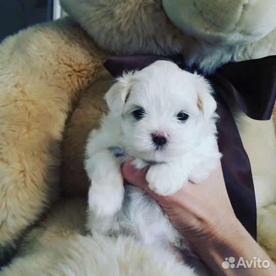 Мальтийская болонка.девочка Бэлль