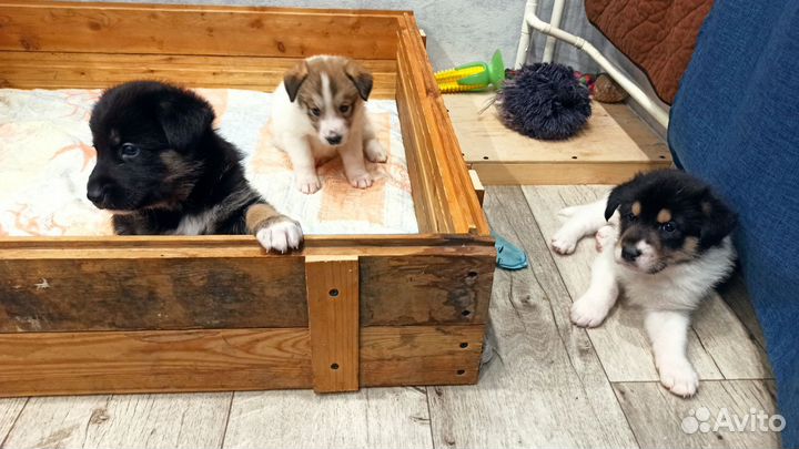 Собака в добрые руки