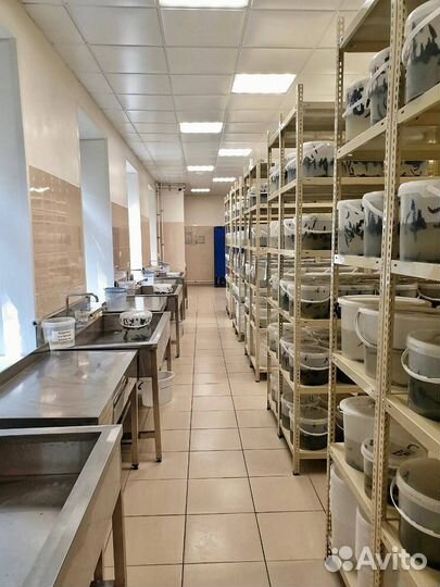 Пиявки медицинские