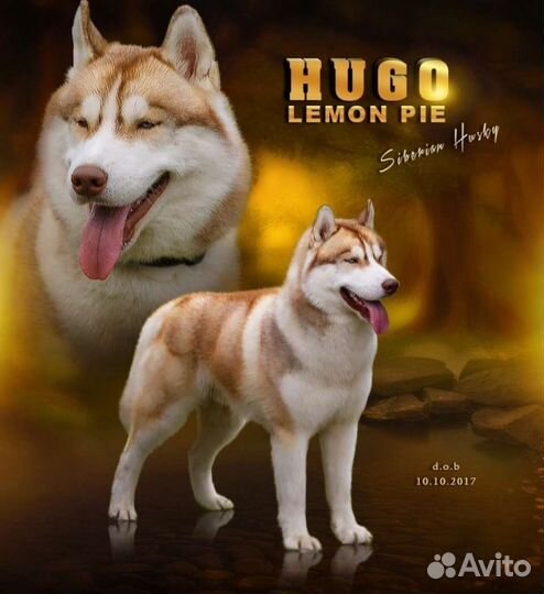 Щенки сибирской хаски