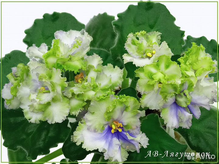 Фиалки сорт