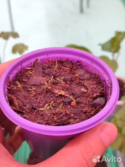 Семена многолетнего мака