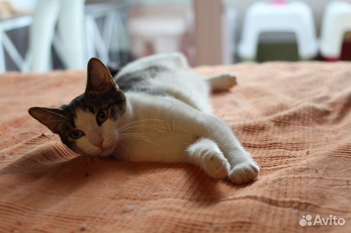 Котенок Пухляш