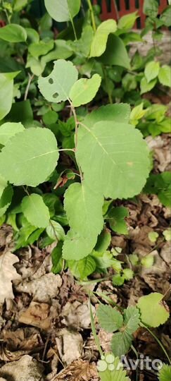 Ирга саженцы