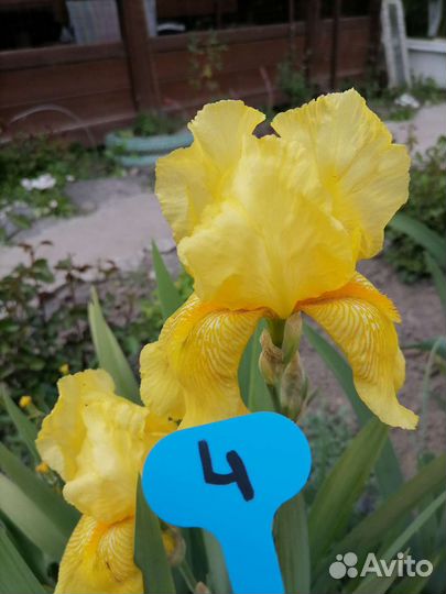 Ирисы карликовые и бородатые