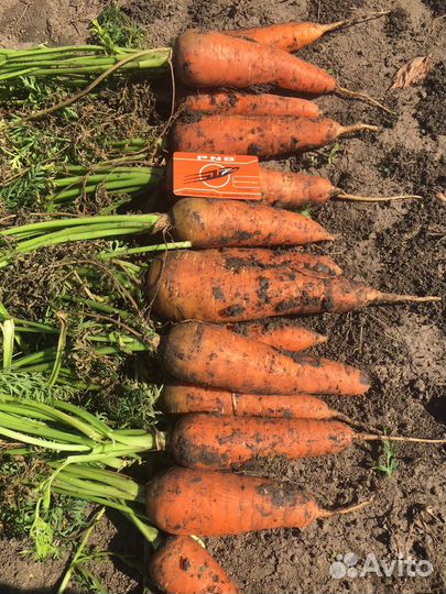 Свекла водан