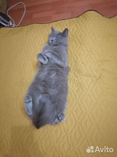 Кошка в добрые руки