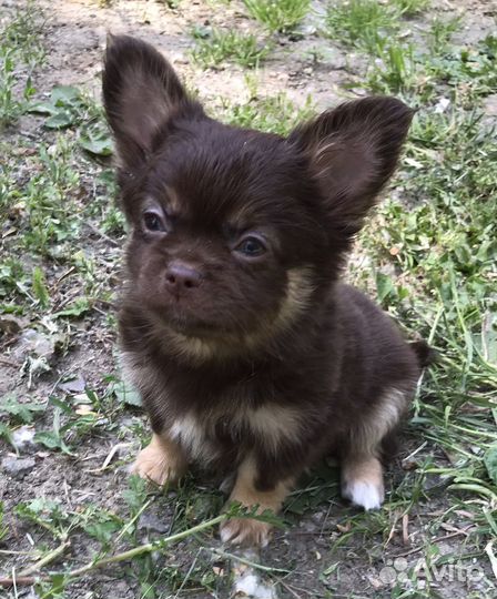 Два мальчика и Девочка Чихуахуа