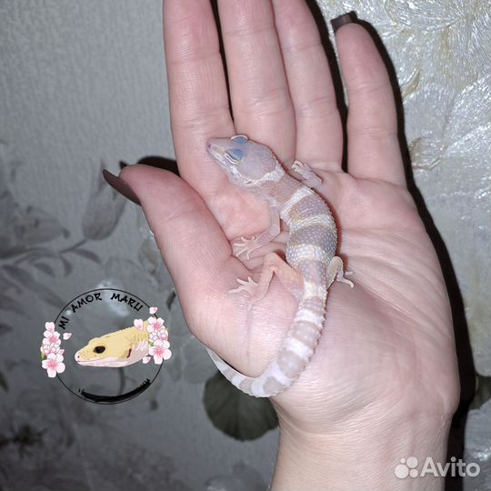 Ящерица эублефар