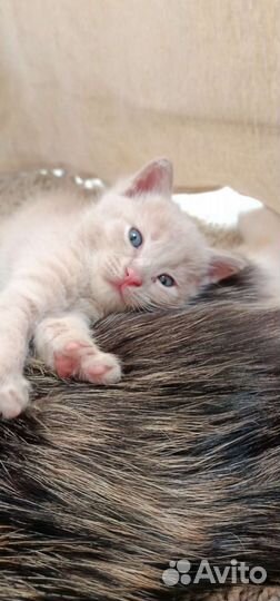 Котенок пушистый в Ростове