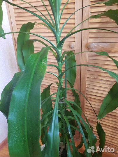 Пальма драцена душистая