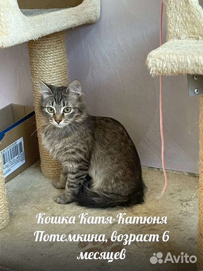 Кошечки на пристрой
