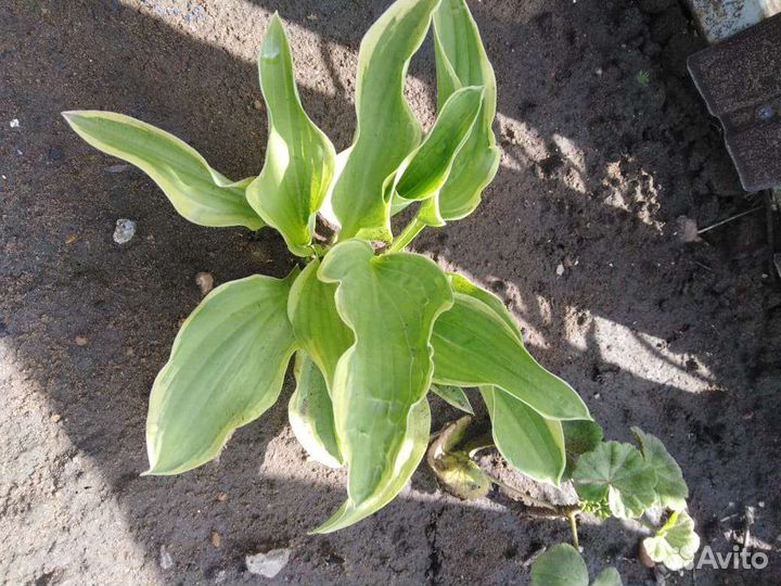 Хоста растение