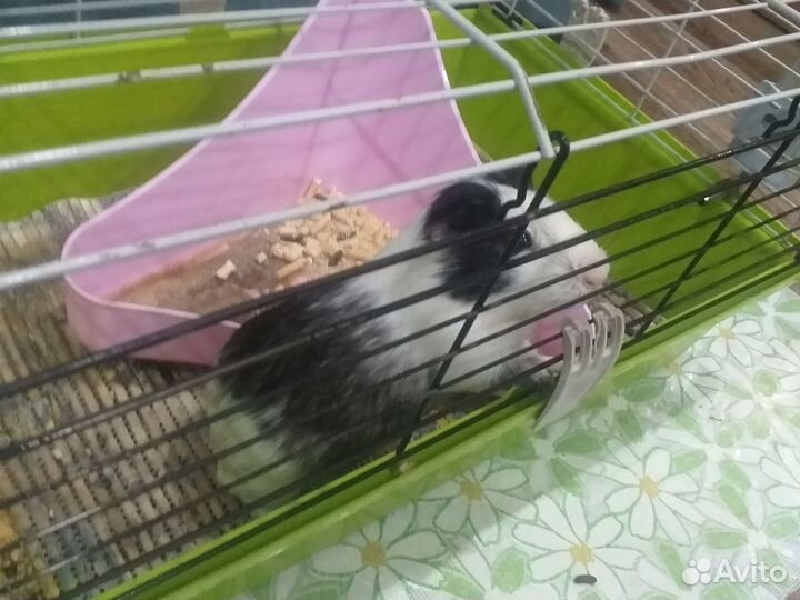 Морская свинка с клеткой