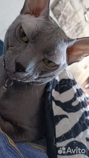 Донской сфинкс