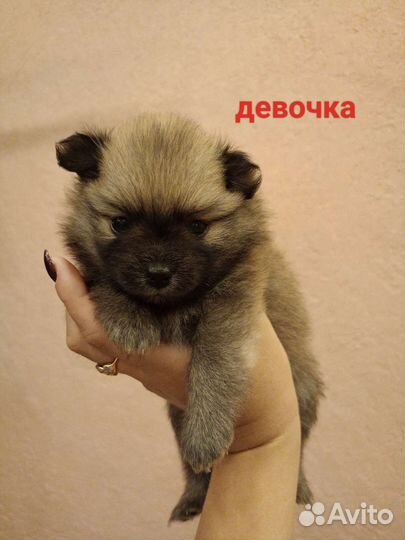 Щенки шпица