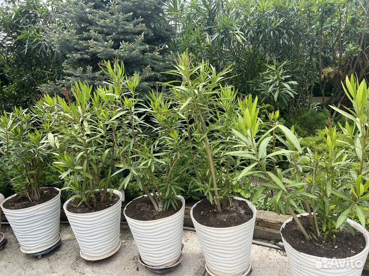 Комнатные цветы уличные цветы