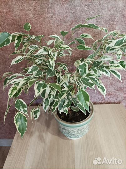 Комнатные цветы