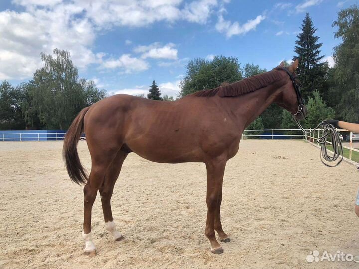 Продается лошадь