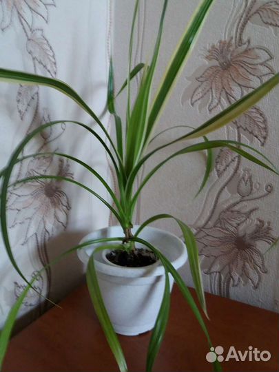 Панданус вариегатный