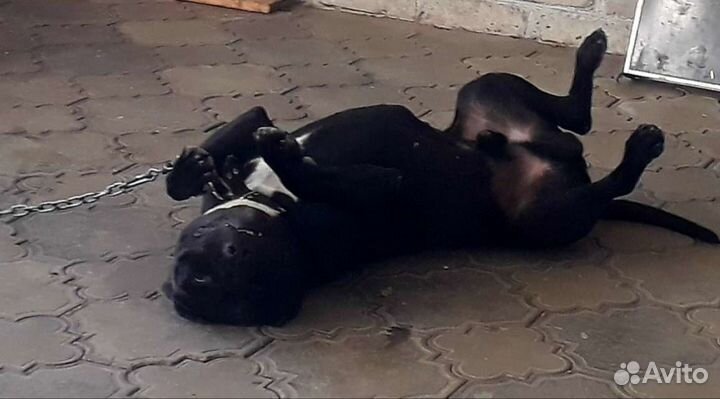 Домашние питомцы